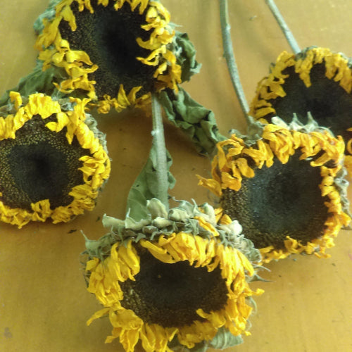The Great Sunflower Count: Why Citizen-Science Season Starts Now, Not in Spring