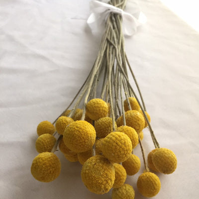 Billy Balls, Explained: The Odd Little Yellow Flower Florists Can't Stop Using