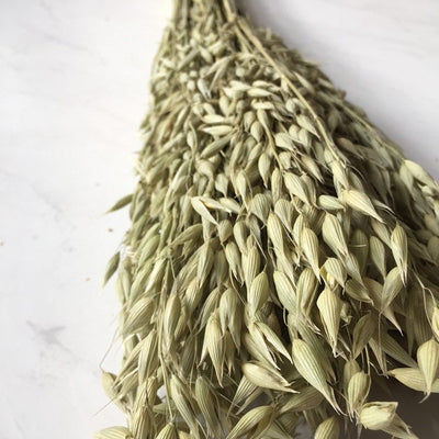 Oats Were Never Just Horse Feed: The Strange Rise of Aveena as a Design Staple