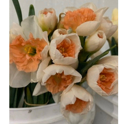 Plant Now, Dry Later: A Late-Summer Guide to Bulbs for Next Year's Cutting Garden