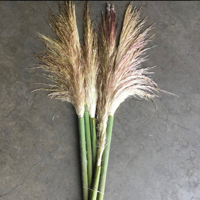 The Weatherproof Vase: Styling Pampas Grass for a Patio That Doesn't Wilt by Noon