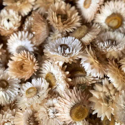Straw Into Color: How to Harvest and Dry Your Own Strawflowers This Week