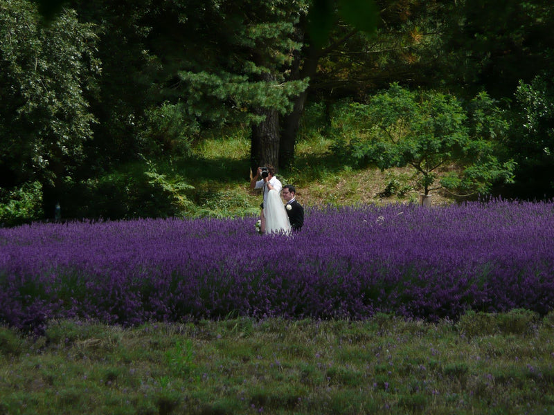 A Natural and beautiful Alternative to the rice toss at your Wedding