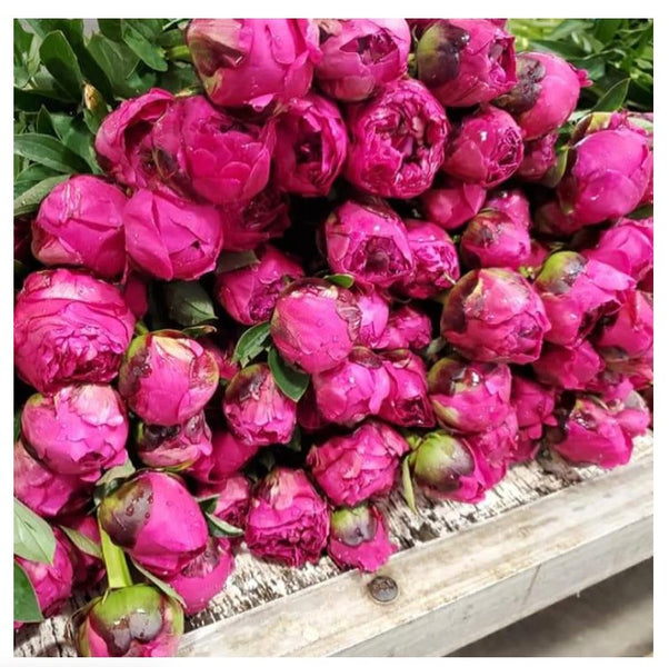 when do peonies sprout ?