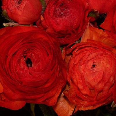 The 'Quiet Luxury' Wedding Trend: Styling Ranunculus for an Understated Reception