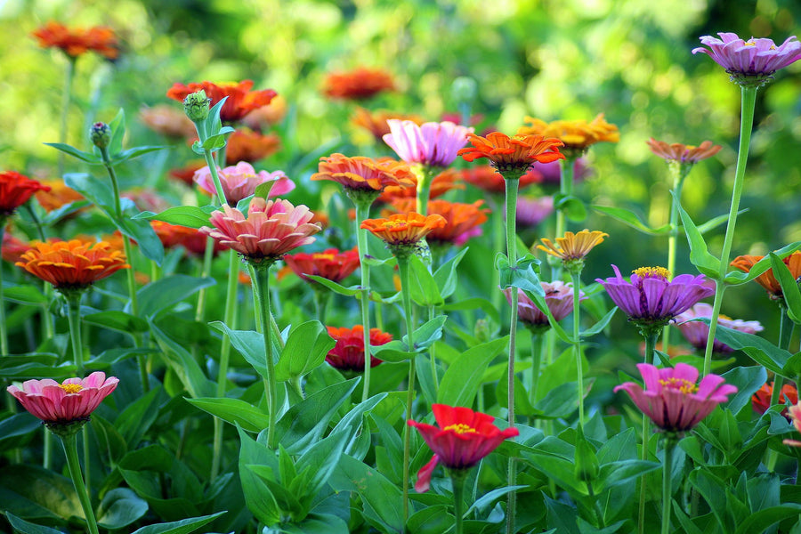 Top 10 Flowers for a Colorful Garden By The Gathering Garden