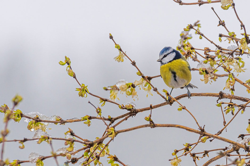 Fresh Forsythia blooming branches