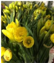 Load image into Gallery viewer, Spring Flower Collection
