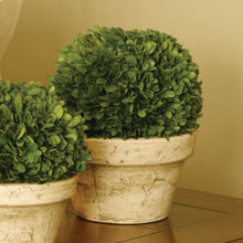 Load image into Gallery viewer, BOXWOOD BALL IN POT LARGE
