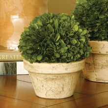 Load image into Gallery viewer, BOXWOOD BALL IN POT MEDIUM
