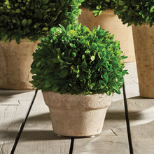 Load image into Gallery viewer, BOXWOOD BALL IN POT MEDIUM
