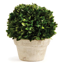 Load image into Gallery viewer, BOXWOOD BALL IN POT MEDIUM
