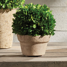 Load image into Gallery viewer, BOXWOOD BALL IN POT MEDIUM
