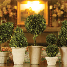 Load image into Gallery viewer, BOXWOOD TOPIARIES IN POTS, SET OF 8
