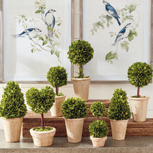 Load image into Gallery viewer, BOXWOOD TOPIARIES IN POTS, SET OF 8
