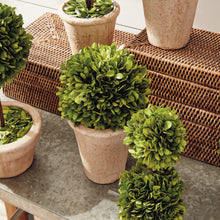 Load image into Gallery viewer, BOXWOOD TOPIARIES IN POTS, SET OF 8
