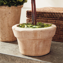 Load image into Gallery viewer, BOXWOOD TOPIARIES IN POTS, SET OF 8
