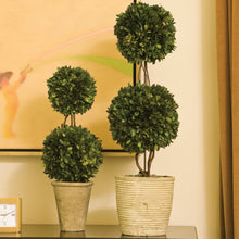Load image into Gallery viewer, BOXWOOD DOUBLE SPHERE TOPIARY 20"
