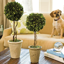 Load image into Gallery viewer, BOXWOOD SINGLE SPHERE TOPIARY 23.25"
