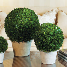 Load image into Gallery viewer, BOXWOOD 12" BALL IN POT
