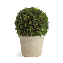 Load image into Gallery viewer, BOXWOOD 8" BALL IN POT
