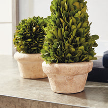 Load image into Gallery viewer, BOXWOOD TOPIARIES IN POTS, SET OF 5
