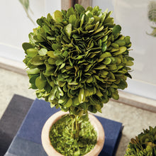 Load image into Gallery viewer, BOXWOOD TOPIARIES IN POTS, SET OF 5
