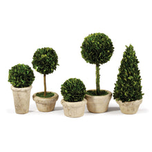 Load image into Gallery viewer, BOXWOOD TOPIARIES IN POTS, SET OF 5
