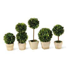 Load image into Gallery viewer, BOXWOOD MINI TOPIARIES IN POTS, SET OF 5
