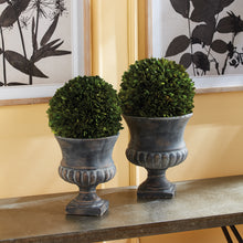 Load image into Gallery viewer, BOXWOOD BALL 8"
