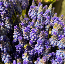 Load image into Gallery viewer, Spring Flower Collection
