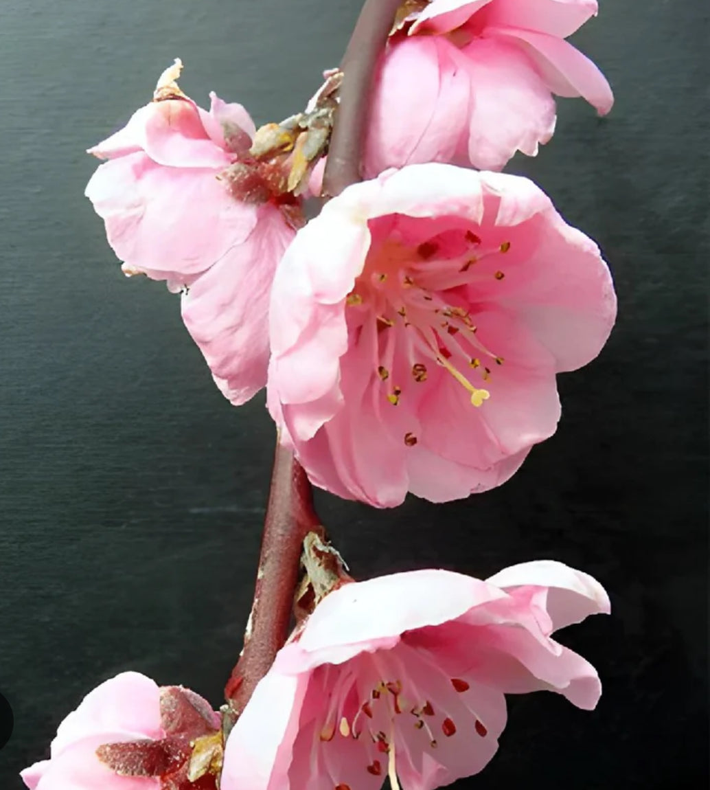 Prunus blooming branches