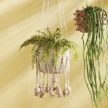 Load image into Gallery viewer, BOSTON FERN DROP-IN 16"
