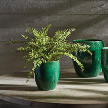 Load image into Gallery viewer, BOSTON FERN DROP-IN 16"
