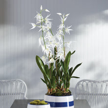 Load image into Gallery viewer, SPIDER ORCHID DROP-IN 44"
