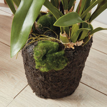 Load image into Gallery viewer, SPIDER ORCHID DROP-IN 44"
