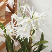 Load image into Gallery viewer, SPIDER ORCHID DROP-IN 44"
