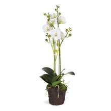 Load image into Gallery viewer, PHALAENOPSIS X 2 DROP-IN 23"
