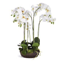 Load image into Gallery viewer, PHALAENOPSIS BOWL DROP-IN 31.5"
