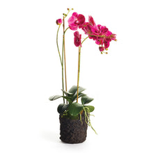Load image into Gallery viewer, PHALAENOPSIS X 2 DROP-IN 29"
