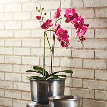 Load image into Gallery viewer, PHALAENOPSIS X 2 DROP-IN 29"
