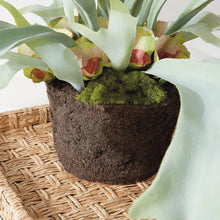 Load image into Gallery viewer, Staghorn Fern Drop-In 21"
