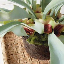 Load image into Gallery viewer, Staghorn Fern Drop-In 21"
