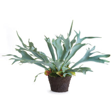 Load image into Gallery viewer, Staghorn Fern Drop-In 21"
