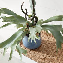 Load image into Gallery viewer, Staghorn Fern Drop-In 22"

