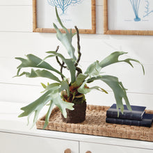 Load image into Gallery viewer, Staghorn Fern Drop-In 22"
