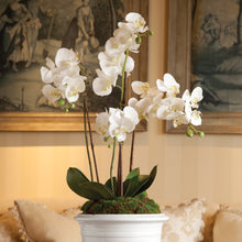 Load image into Gallery viewer, PHALAENOPSIS ORCHID DROP-IN 30"
