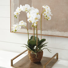 Load image into Gallery viewer, PHALAENOPSIS ORCHID DROP-IN 30"
