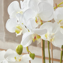 Load image into Gallery viewer, PHALAENOPSIS ORCHID DROP-IN 30"
