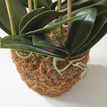 Load image into Gallery viewer, PHALAENOPSIS ORCHID DROP-IN 30"
